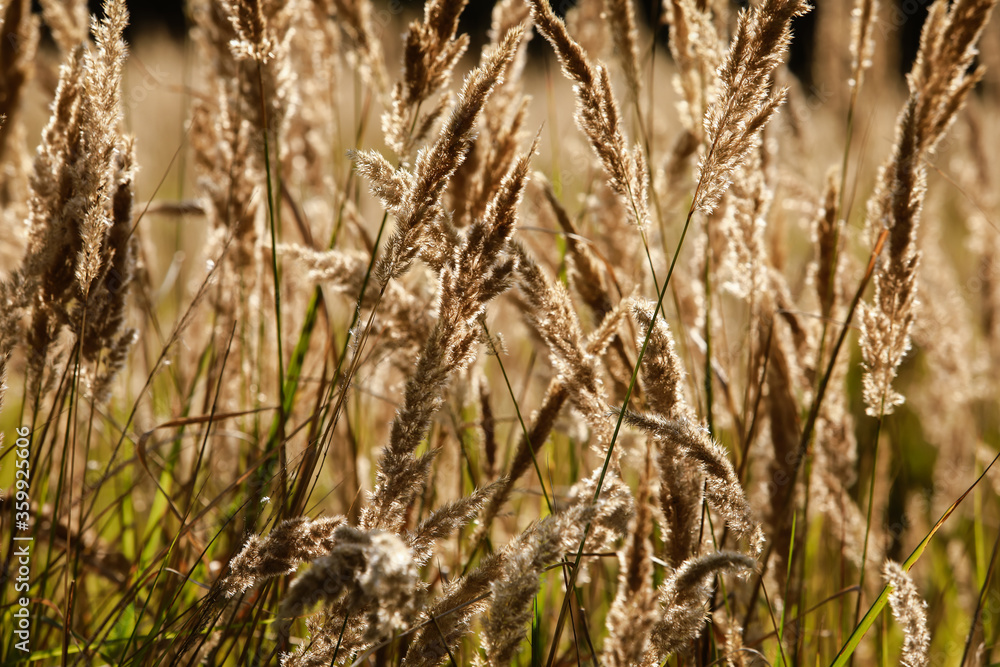 Fototapeta premium plants on the field at sunset