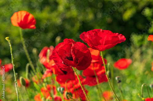 Beautiful  vibrant red poppies in English wildflower meadow on a summer s day