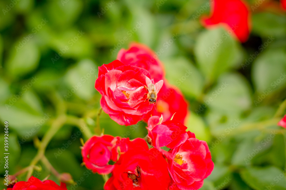 red rose in garden red rose in garden