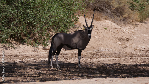 Gemsbok standing in the shade of a tree