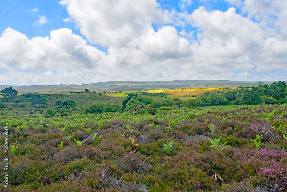 The multi coloured vibrant heathland at Purbeck,Dorset