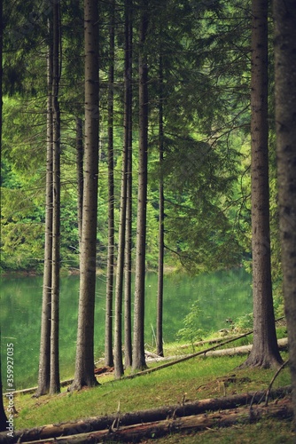  beautiful forest in spring time. green leaves in the wood