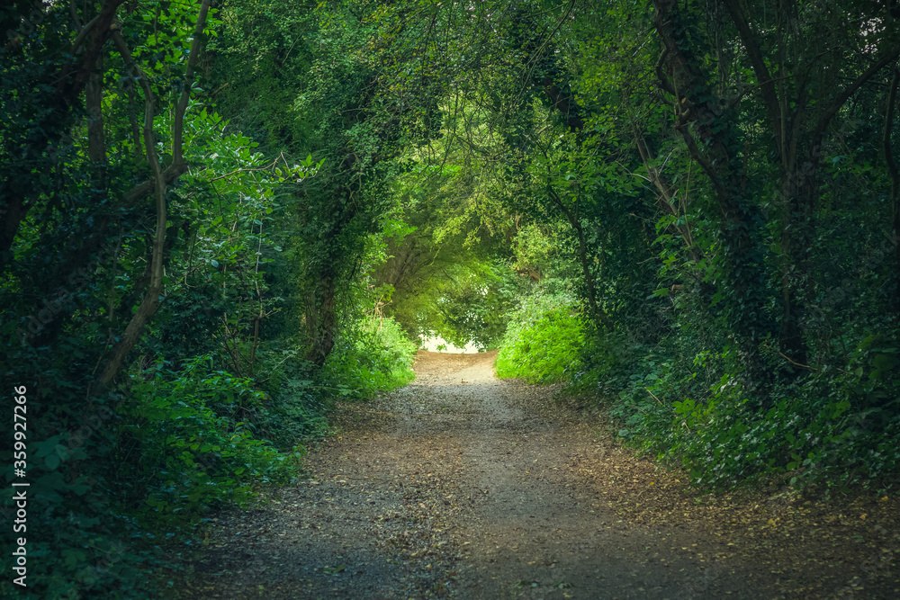 Fototapeta premium Tree tunnel at Hampstead Heath in London