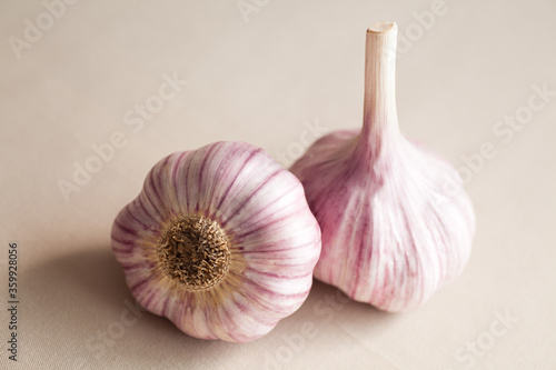 Healthy food Chesnok Red Garlic bulb closeup in natural light