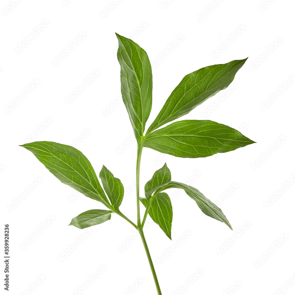 Green peonies leaves isolated on white. Top view. Green peonies leaves isolated on white. Top view.
