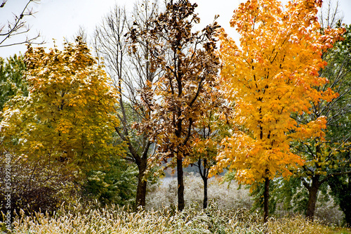 autumn in the park