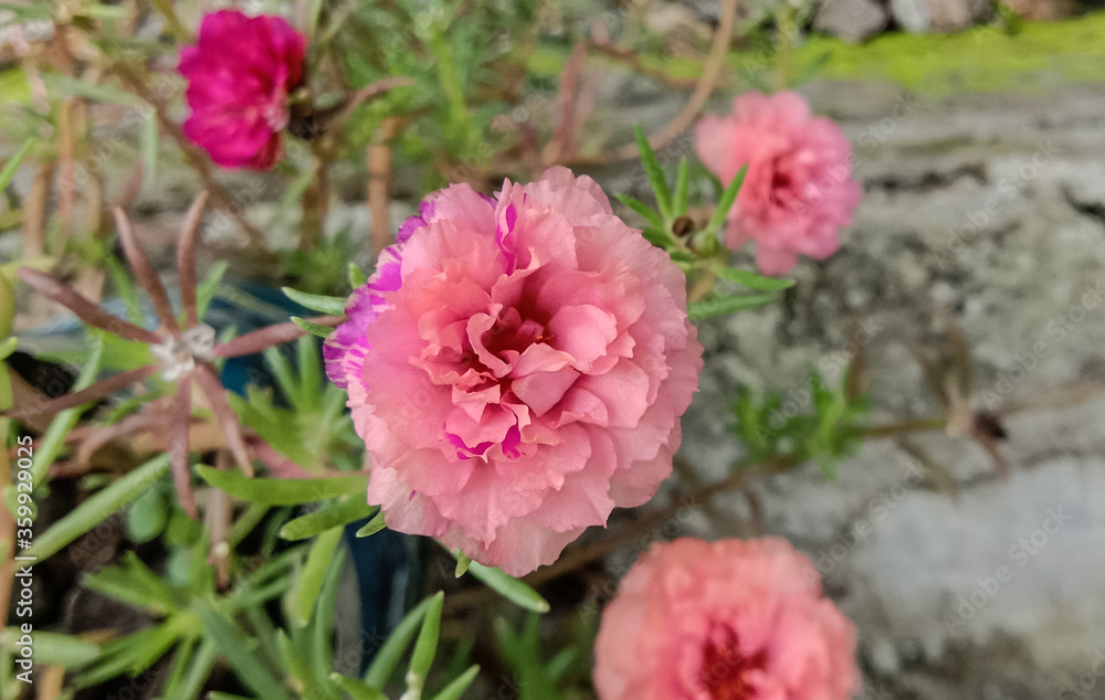 Mossrose on the garden