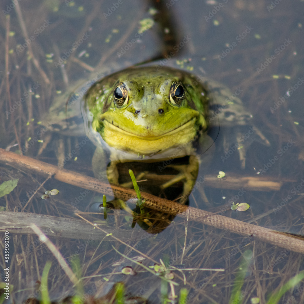 Frog Frog