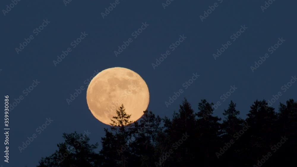 Super moon rise above distant trees closeup view atmospheric distortion Super moon rise above distant trees closeup view atmospheric distortion