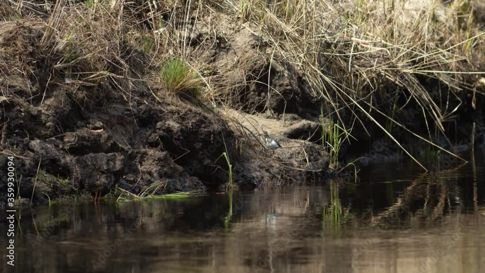 Common sandpiper is looking for food at river bank mud in spring Common sandpiper is looking for food at river bank mud in spring