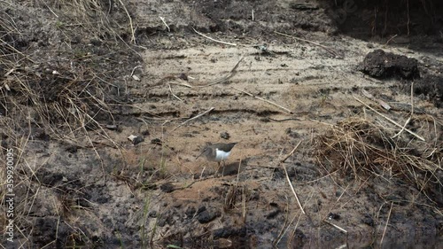 Wallpaper Mural Common sandpiper is looking for food at river bank mud in spring Torontodigital.ca