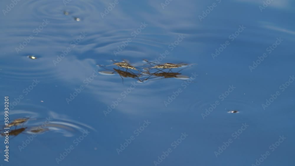Common pond skater or common water strider slides above water in breeding season Common pond skater or common water strider slides above water in breeding season