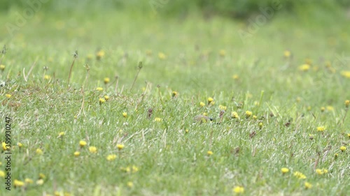 European goldfinch eating dandelion and other seeds on the ground photo