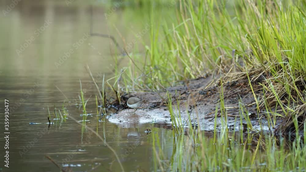 Common sandpiper is looking for food at river bank mud in spring Common sandpiper is looking for food at river bank mud in spring