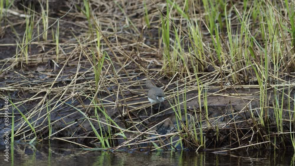 Common sandpiper is looking for food at river bank mud in spring Common sandpiper is looking for food at river bank mud in spring