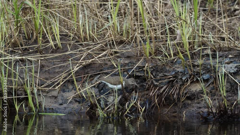 Common sandpiper is looking for food at river bank mud in spring Common sandpiper is looking for food at river bank mud in spring