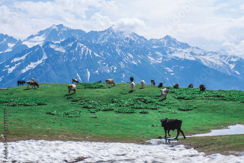 Cows graze in a meadow in the mountains og Georgia © Ekaterina