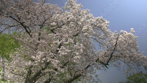Japanese cherry blossoms 12
