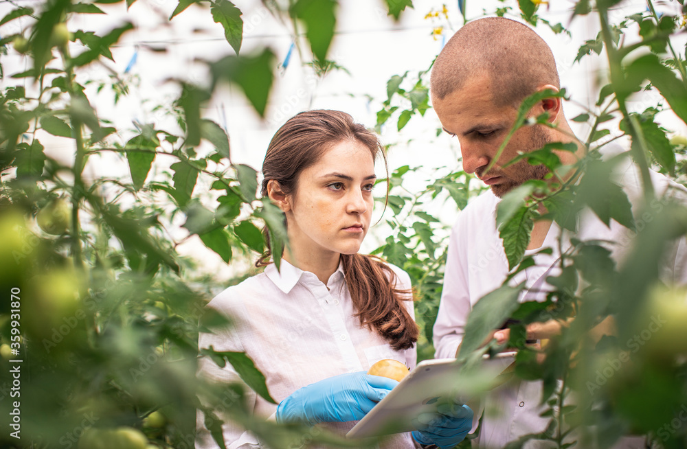 Obraz premium Scientists check the seedlings in the greenhouse. View through plants. Check in the tablet