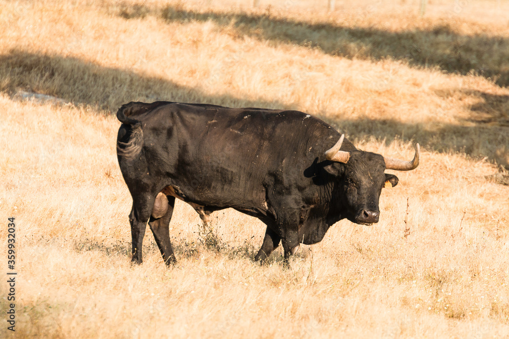 Portuguese wild bulls herd in the prairie with brown bulls, black and white bulls and black bulls Portuguese wild bulls herd in the prairie with brown bulls, black and white bulls and black bulls