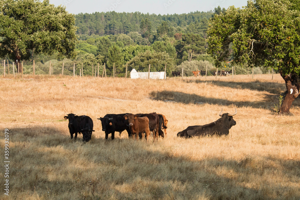 Portuguese wild bulls herd in the prairie with brown bulls, black and white bulls and black bulls Portuguese wild bulls herd in the prairie with brown bulls, black and white bulls and black bulls