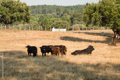 Portuguese wild bulls herd in the prairie with brown bulls, black and white bulls and black bulls