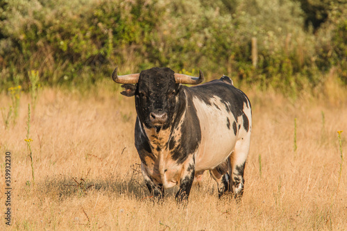 Fototapeta Naklejka Na Ścianę i Meble -  Portuguese wild bulls herd in the prairie with brown bulls, black and white bulls and black bulls