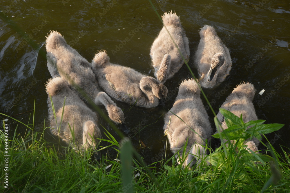 Fototapeta premium family