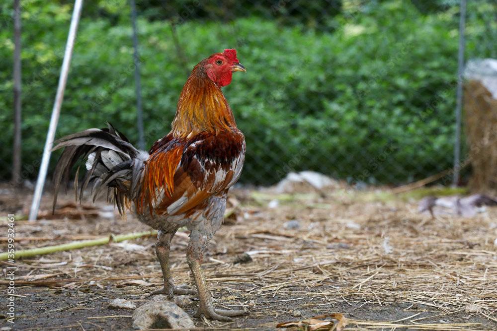 Fototapeta premium The colorful fighting cock is live in farm at thailand