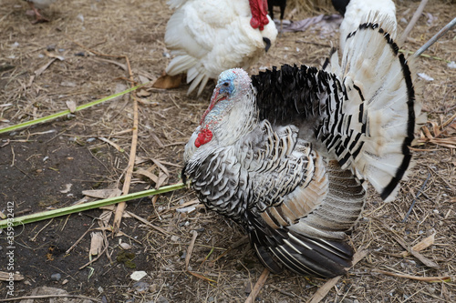 The big Turkey is stand up in farm at thailand
