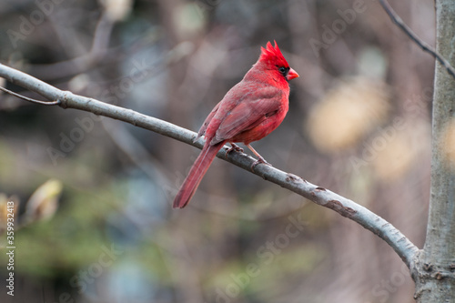 Male cardinal in New York City