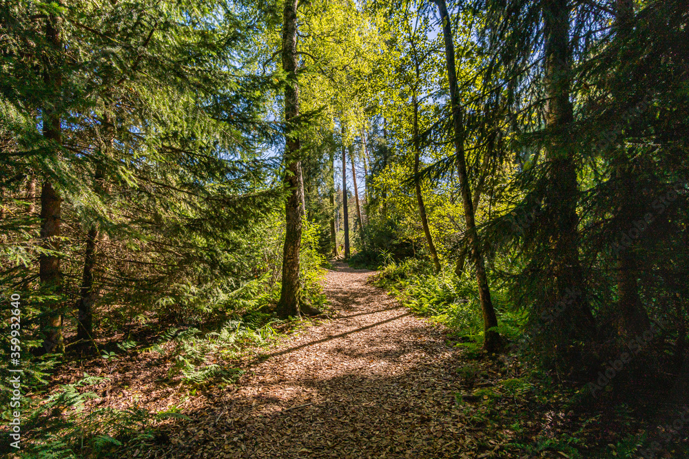 Nature reserve Pfrunger-Burgweiler-Ried in autumn