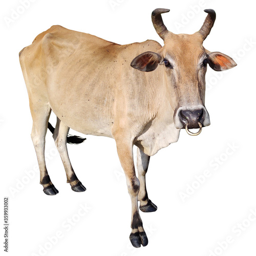 Cow isolated on white backround