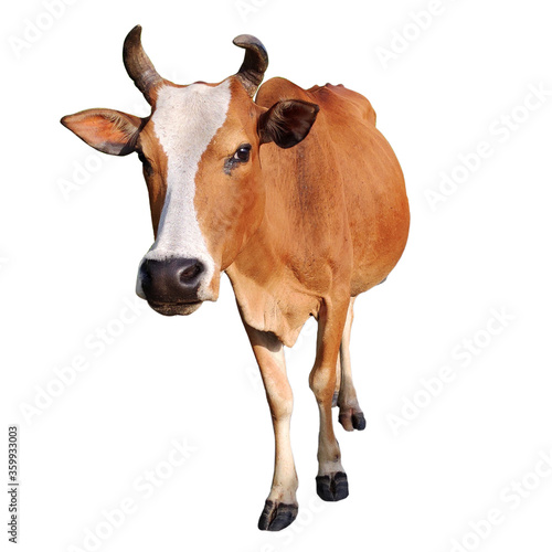 Cow isolated on white backround