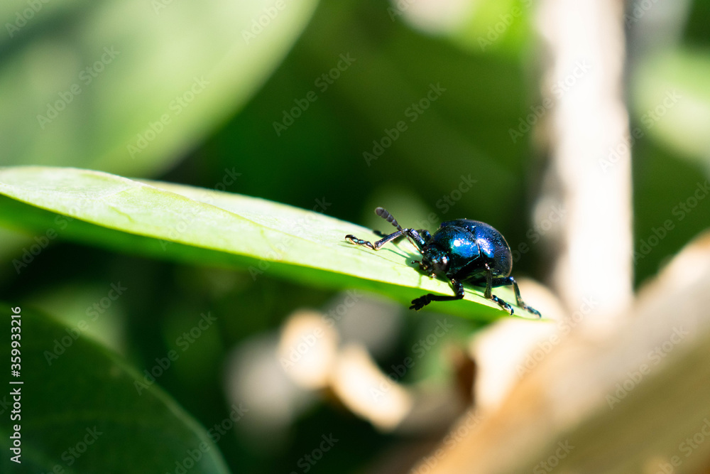 bug on a leaf bug on a leaf