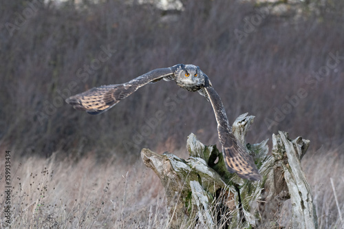 Eurasian Eagle Owl (Bubo bubo) pictured flying above a meadow