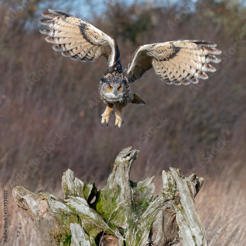Obraz na plátně Eurasian Eagle Owl (Bubo bubo) pictured flying above a meadow