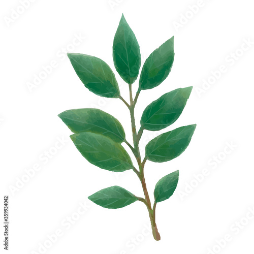 Watercolor laurel green leaves vector