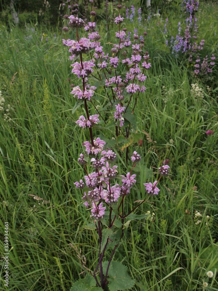 Naklejka premium pink flower of salvey