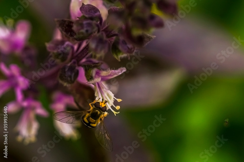 A bee on a lilac flower. Macro photo. Violet petals and yellow flower stamens. Yellow pollen of a flower on the body of a bee. A bee pollinates a flower. Bee wings, paws, head and body texture