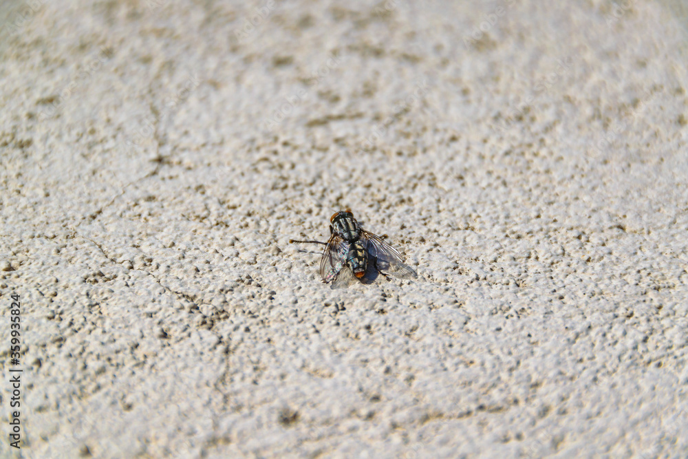 Fly Over Concrete Wall