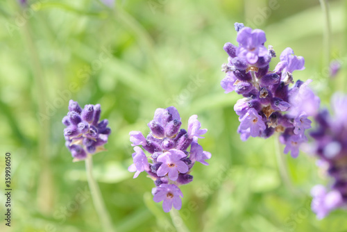 fragrant flower lavender flowering in the garden in summer