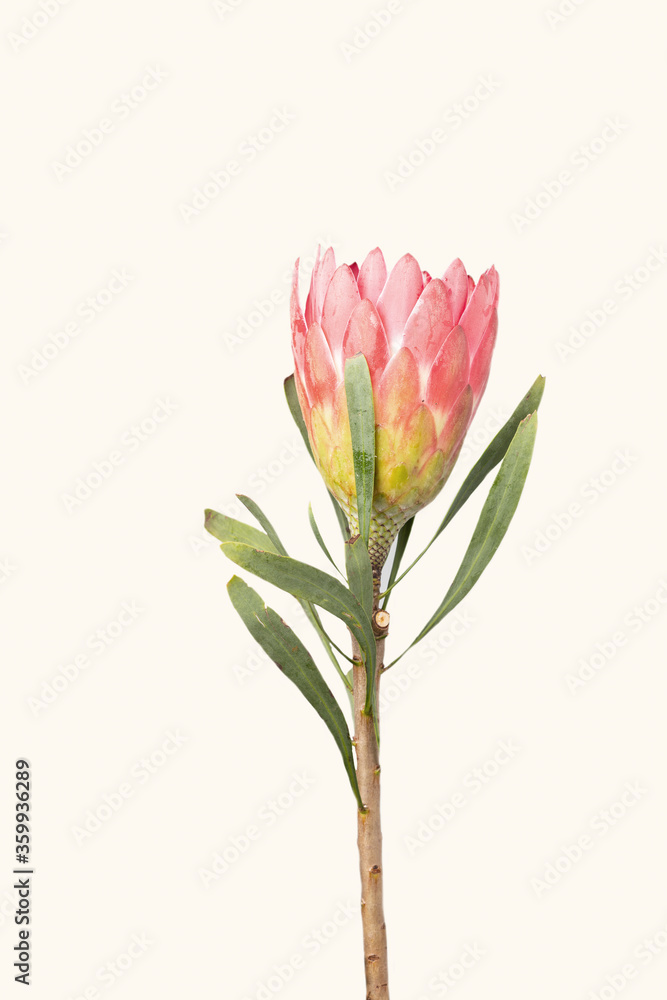 Close-up of a protea flower isolated on white background