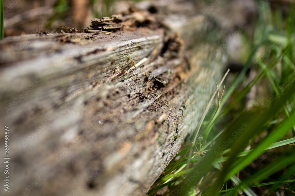 A dry log in the grass, on which large ants crawl. Rotten, old log A dry log in the grass, on which large ants crawl. Rotten, old log