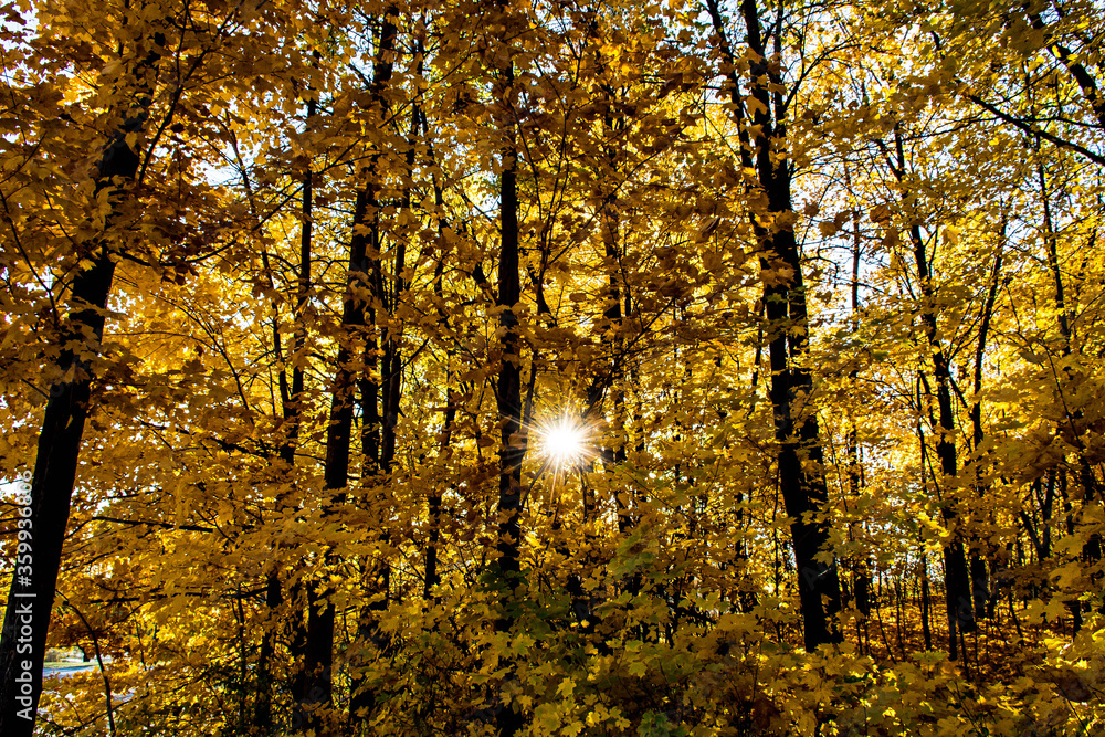 Fototapeta premium autumn in the park