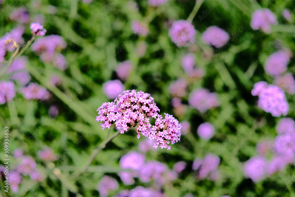 close up on Verbena flower at the center and soft blur on background, color is purple close up on Verbena flower at the center and soft blur on background, color is purple