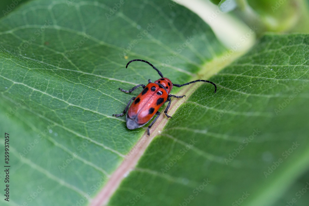 Naklejka premium Bug