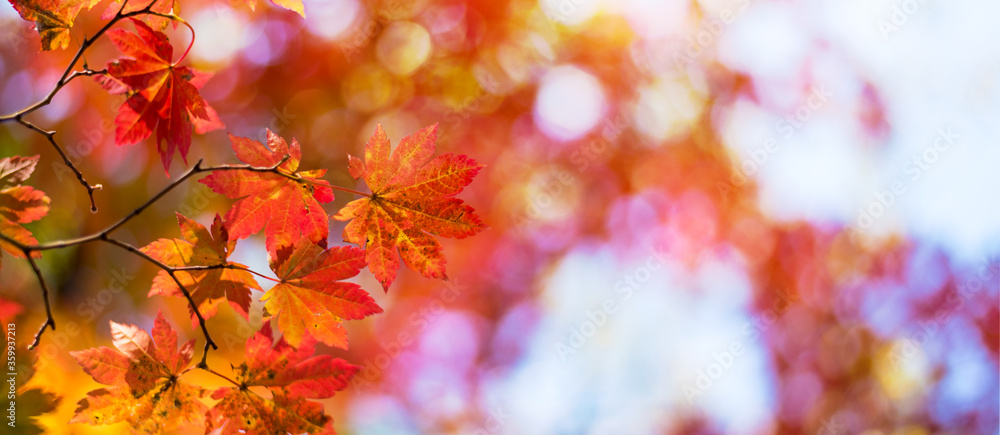 Red maple leaves in autumn season Background Red maple leaves in autumn season Background