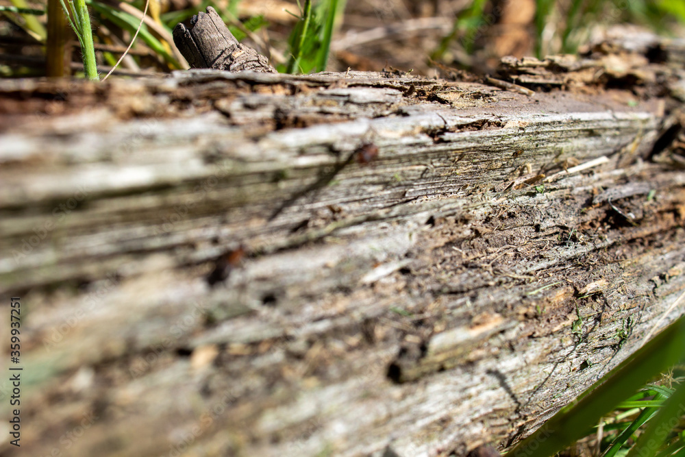 A dry log in the grass, on which large ants crawl. Rotten, old log A dry log in the grass, on which large ants crawl. Rotten, old log
