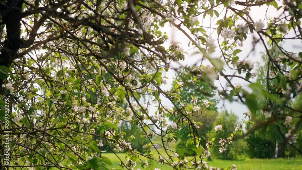 Blooming apple trees. Walking among city park.
Slow motion footage. Steadicam footage. Blooming apple trees. Walking among city park.
Slow motion footage. Steadicam footage.